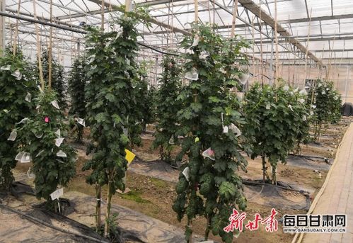 让马铃薯良种培育走向新春天——记马铃薯种质资源鉴定与新种质创制团队