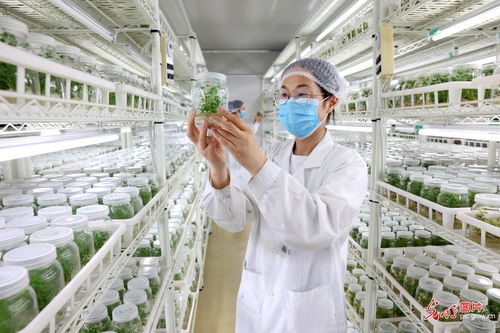 科技赋农，种业新篇 推动太子参良种现代化培育正当时