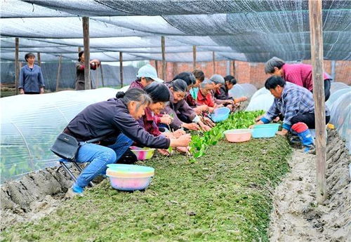 梁平今春培育油茶良种苗木250万株 油茶种成“黄金果”的良种培养之路