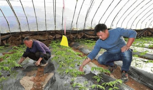 智慧温室大棚引领产业扶贫 “良种培养”助贫困户实现分红增收