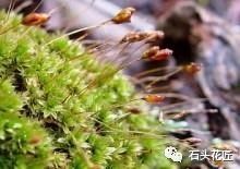 路边一块钱的宝藏 普通土根如何逆袭成人人羡慕的精品盆栽